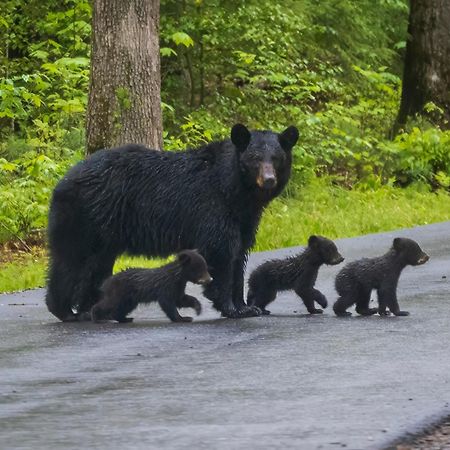 Four Bears Den, Hot Tub, 1089 Of Free Attraction Tickets For Each Paid Day, Dollywood And More Gatlinburg Esterno foto