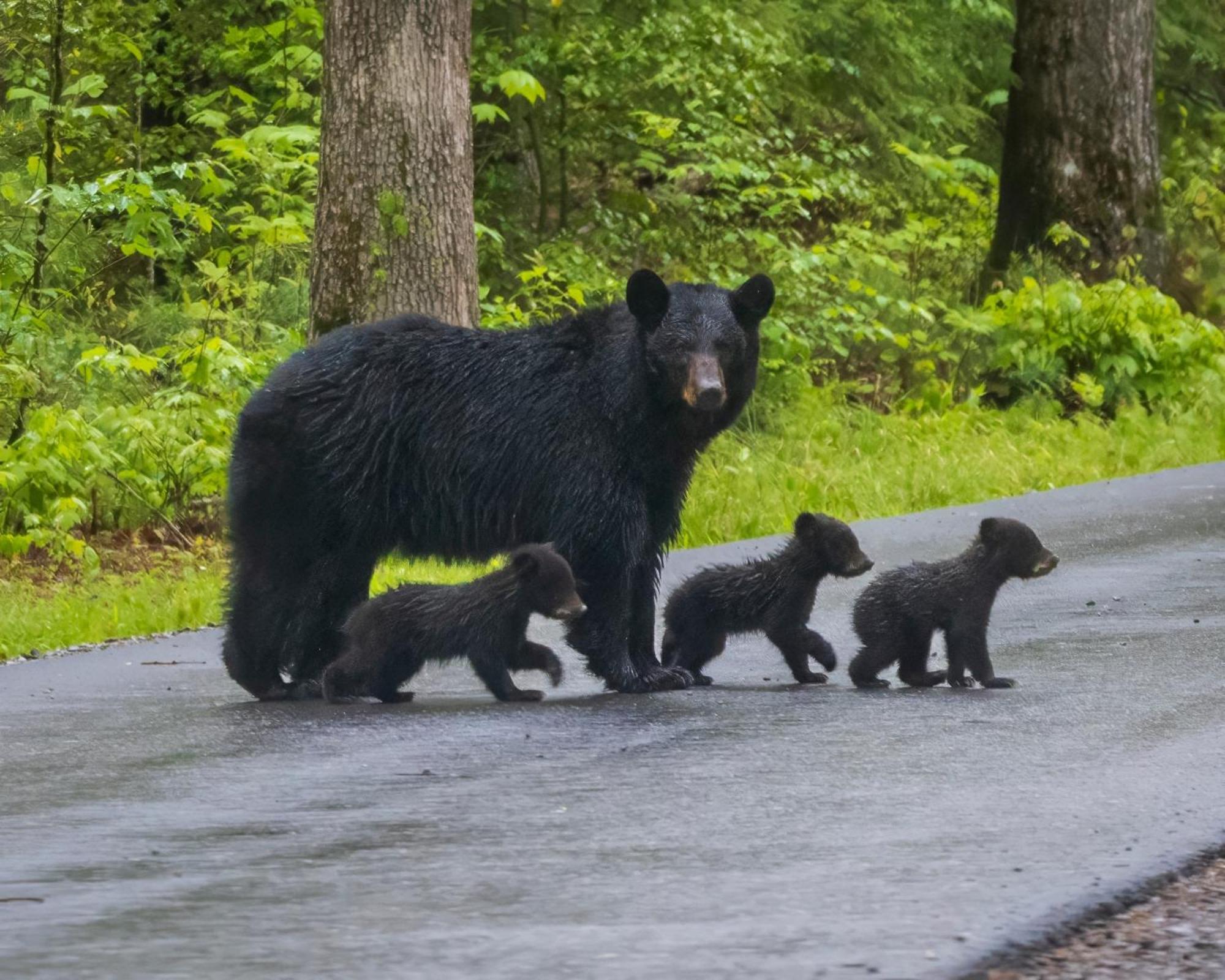 Four Bears Den, Hot Tub, 1089 Of Free Attraction Tickets For Each Paid Day, Dollywood And More Gatlinburg Esterno foto